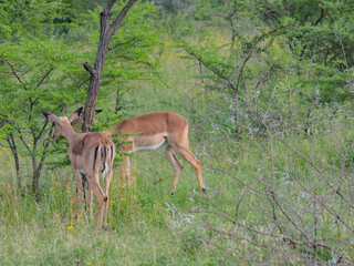 Naklejka na ściany i meble Impalas im Naturreservat Hluhluwe Nationalpark Südafrika