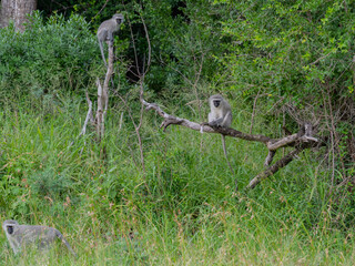 Südliche Grünmeerkatze im Naturreservat Hluhluwe Nationalpark Südafrika