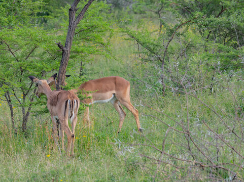 Impalas im Naturreservat Hluhluwe Nationalpark Südafrika