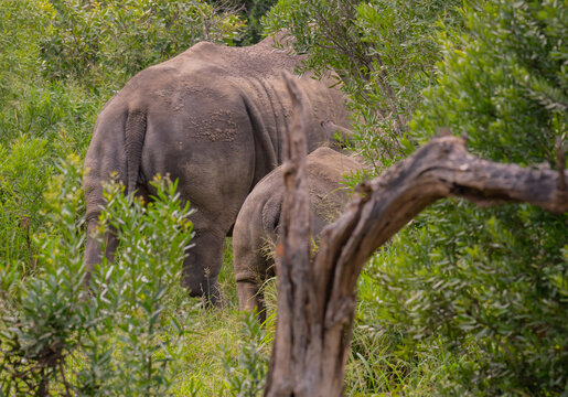 Nashorn Mutter und Nashorn Baby im Naturreservat Hluhluwe Nationalpark Südafrika