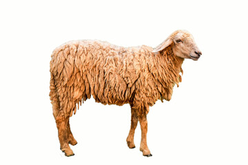 image of sheep with white isolated background
