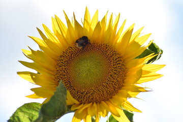 Sonnenblume mit Hummel