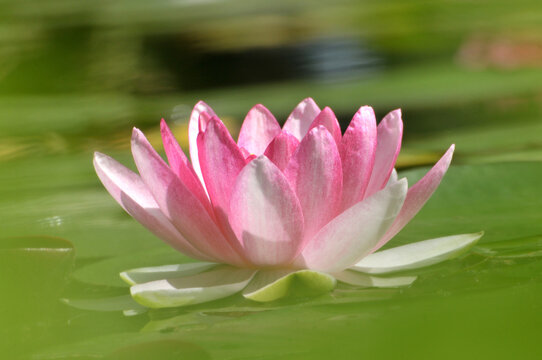 Blossoming pink waterlily flowers