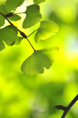 green ginkgo leaves in spring