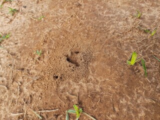 Colony of ants. Ants are making their home and Digging the soil from inside is bringing it out. Anthill of Ants in ground.
Colony of Ant work together to make their nest deep inside the field. 