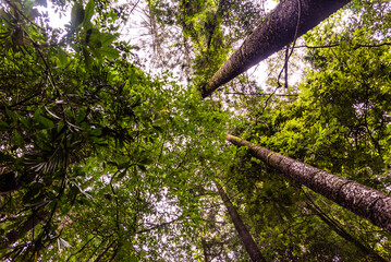 Fototapeta premium Looking up into the rainforest in Springbrook National Park, Queensland. 