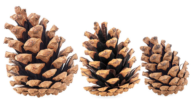 Collection of brown pine cones isolated on a white background. Fir cones.
