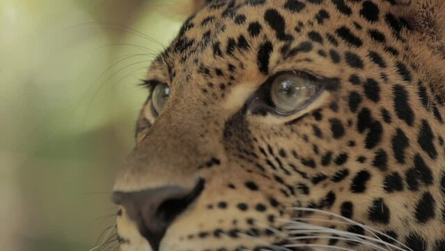 Endangered Macan Tutul Jawa Javan Leopard Panthera Carnivora in Java Indonesia