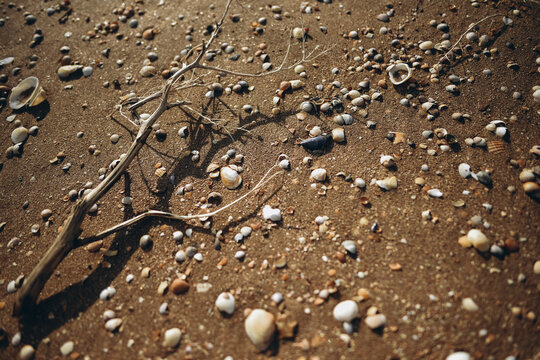 summer shells