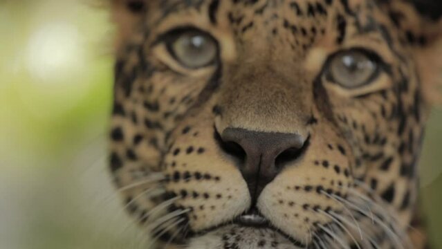 Endangered Macan Tutul Jawa Javan Leopard Panthera Carnivora in Java Indonesia