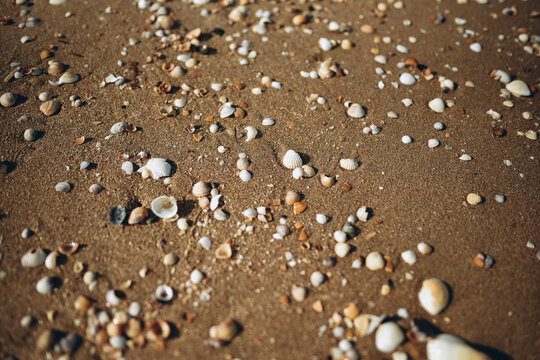  shells