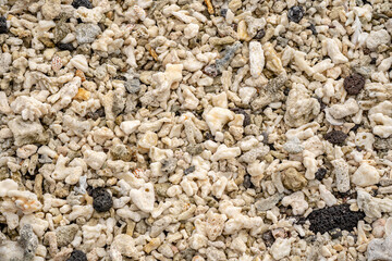 Coral beach in the Galapagos pattern detail for background element