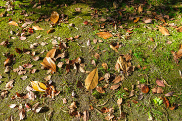 Autumn orange leaf on green grass. Autumn come concept background. Fall atmospheric mood. Copy space for text.