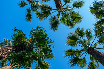Leaves and tops of palm tree against blue sky. Washingtonia robusta strong. Exotic tropical palm trees at sunny day summer, view from bottom up
