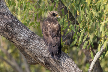 Crested Serpent Eagle