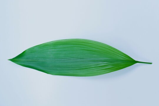 白バックに葉蘭の葉、葉ランの葉、バランの葉