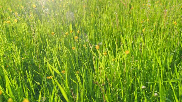 Beautiful flowers. Summer wind whimsical care eared grass, ranunculus in meadow. Ranunculus flammula. Static.