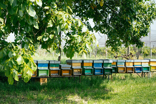 Colourful beehives in a row