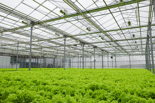 Greenhouse plantation with lettuce greenery. Concept for industrial agriculture. Rows of Plant Cultivated Inside a Large Greenhouse Building. Eco farming business. Cultivate and Selection. - Powered by Adobe