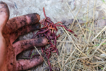 Breeding red worms Dendrobena. Fertile soil. Natural soil improvement. Fishing worms.