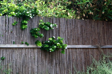 Plants and flowers grow along the high fence.