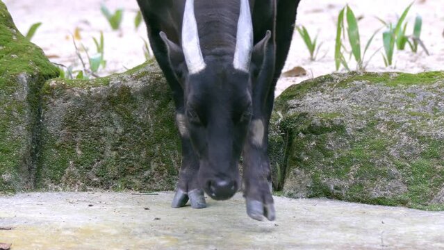 Endangered Lowland Anoa Sniffing Food On The Ground. - close up, slow motion