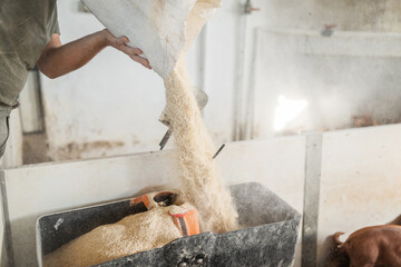 anonymous man feeding feed to pigs