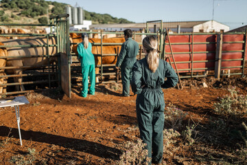 cattle workers in a veterinary inspection of their cows