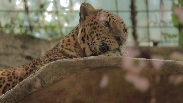 Endangered Macan Tutul Jawa Javan Leopard Panthera Carnivora in Java Indonesia
