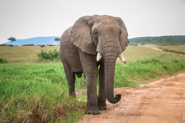 Obraz na płótnie Canvas African bush elephant