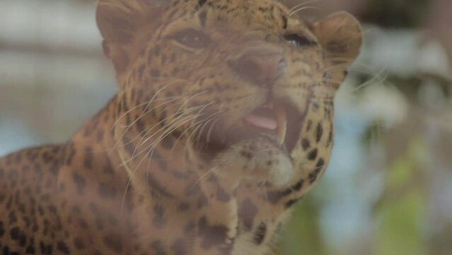 Endangered Macan Tutul Jawa Javan Leopard Panthera Carnivora in Java Indonesia