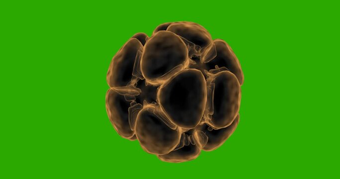 Fertilized egg zygote isolated on a green screen. Human blastocyst Egg Embryos 3D.