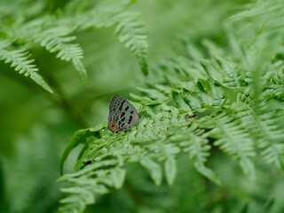 シダに静止するウスイロオナガシジミ