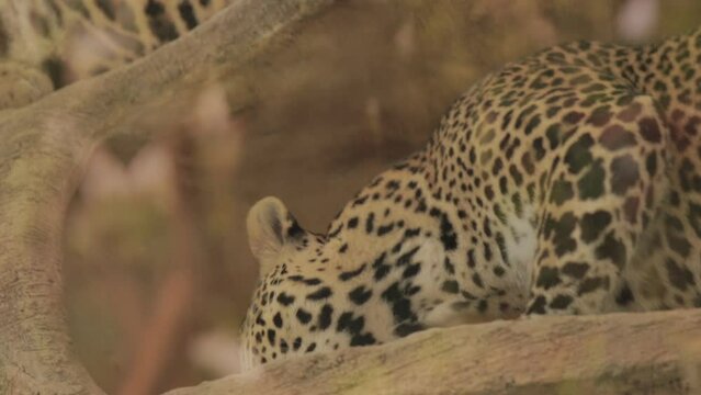 Endangered Macan Tutul Jawa Javan Leopard Panthera Carnivora in Java Indonesia