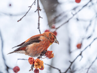 Red Crossbill male sitting on the tree branch and eats wild apple berries. Crossbill bird eats berries.
