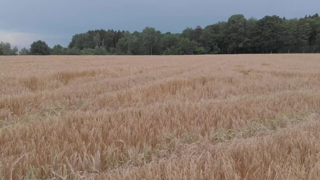 Fly Above A Field Of Rye Before The Rain, Drone Flight Above Rye Field, Wheat Field From Above, Rye Field From Above, Forest In The Background, Forest Behind Rye Field