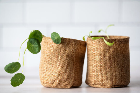 Seedlings on counter