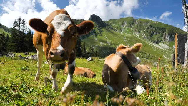 brown cows in alps mountain