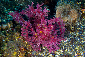 Obraz na płótnie Canvas A rare Weedy Scorpionfish -Rhinopias frondosa. Sea life of Tulamben, Bali, Indonesia.
