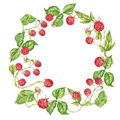 Raspberry. watercolor botanical illustration of raspberry berries and leaves. frame
