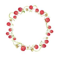 Raspberry. watercolor botanical illustration of raspberry berries and leaves. frame
