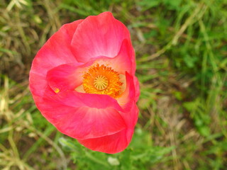 Fototapeta premium 野原に咲くポピー