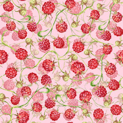 Raspberry. watercolor botanical illustration of raspberry berries and leaves. pattern