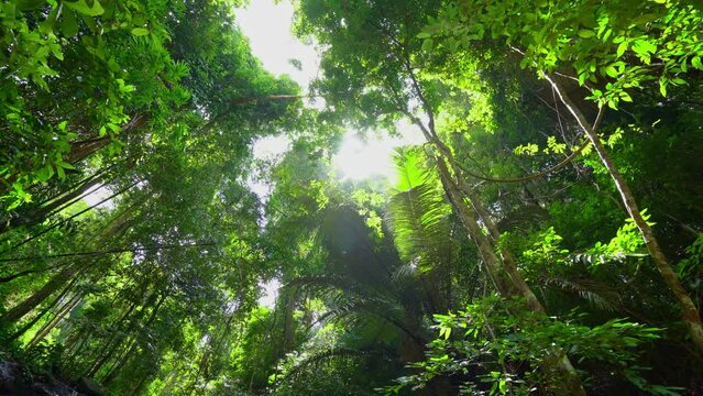 Tropical rainforest in the morning. Bottom view looked up and saw the sun shining beautiful on the bright green leaves Trees background