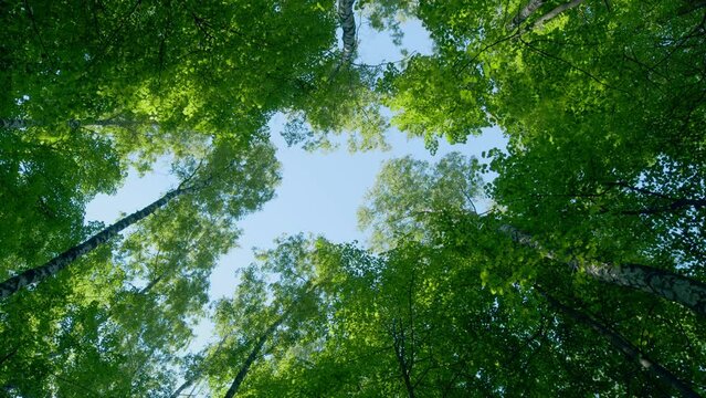 Tops of the trees in the deciduous forest on the background of blue sky. View to forest from the ground. Static.