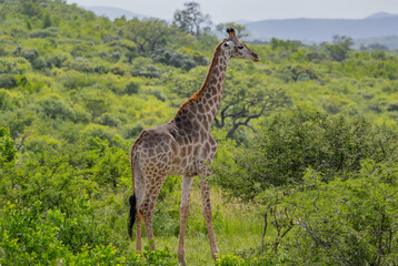 Giraffe im Naturreservat im Hluhluwe Nationalpark Südafrika