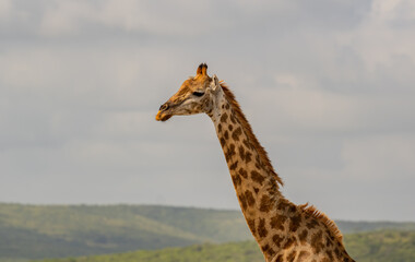 Giraffe im Naturreservat im Hluhluwe Nationalpark Südafrika