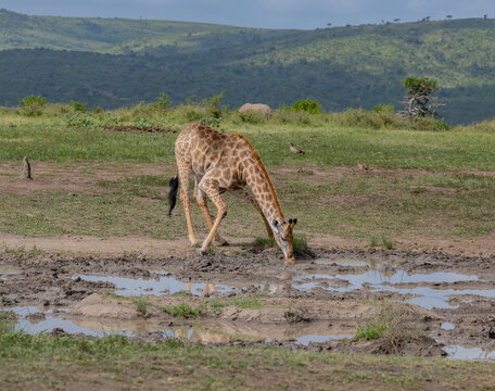 Giraffe im Naturreservat im Hluhluwe Nationalpark Südafrika