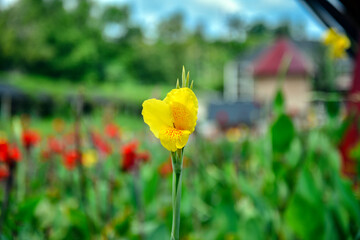 yellow flower in focus photo