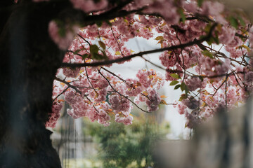 Fresh dainty pink blossom on a tree branch in spring